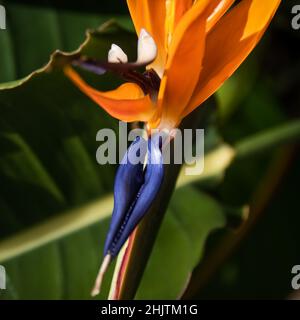 colorful bird of paradise flower closeup abstract selective focus light and shadows Stock Photo