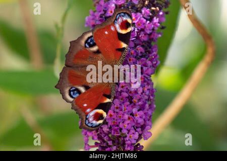 butterfly, aglais io, on purple flower Stock Photo
