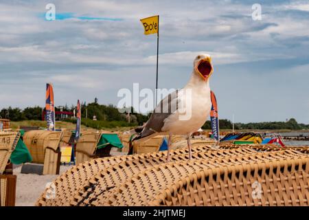 screaming seagull with wide open beak Stock Photo