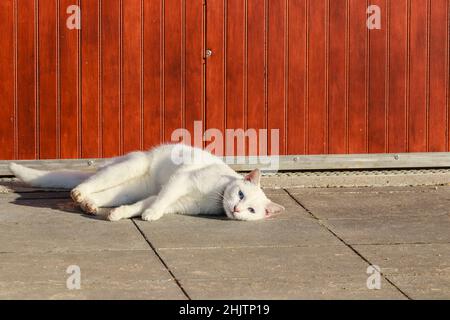 White cat taking sun in a street Stock Photo