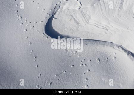 beautiful snow texture with shadows and footprints of wild animals Stock Photo