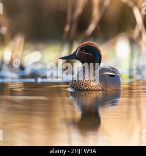 Male of Eurasian Teal, Common Teal or Eurasian Green-winged Teal, Anas crecca on the water in the rays of the morning sun Stock Photo