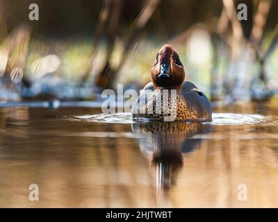 Male of Eurasian Teal, Common Teal or Eurasian Green-winged Teal, Anas crecca on the water in the rays of the morning sun Stock Photo