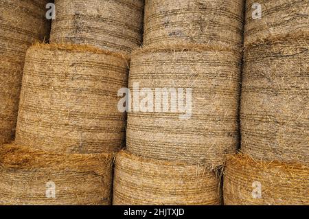 Round hay bales stacked Stock Photo