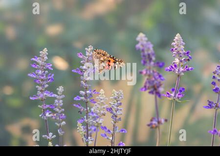 A painted lady butterfly (vanessa cardui) feeding on salvia flowers in morning sunlight Stock Photo