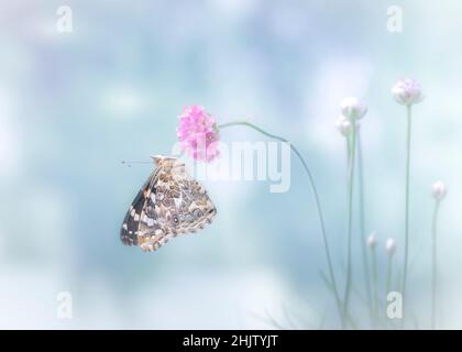 A painted lady butterfly (vanessa cardui) resting on a flower in the morning mist Stock Photo