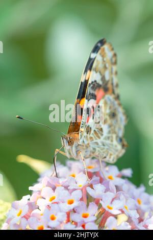 A painted lady butterfly (vanessa cardui) feeding on pink buddleia flower Stock Photo