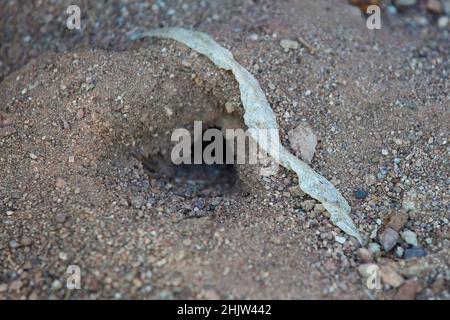 Shedded snake skin beside den in Sonoran desert. Stock Photo