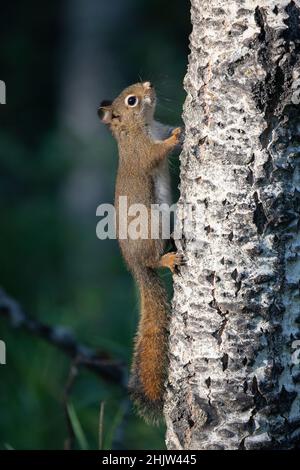 Red Squirrel climbing up poplar tree trunk in forest. Tamiasciurus hudsonicus Stock Photo