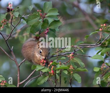 Red Squirrel feeding on berries in Saskatoon berry shrub. Tamiasciurus hudsonicus, Amelanchier alnifolia Stock Photo