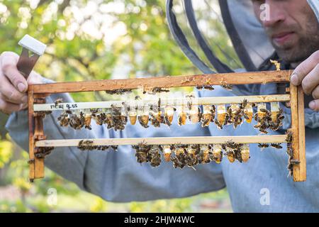 Beekeeping queen cell for larvae queen bees. beekeeper in apiary with queen bees, ready to go out for breeding bee queens. Royal jelly in plastic quee Stock Photo