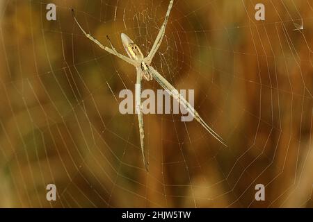 Big jawed /long tailed grass spider (Argiope protensa) Stock Photo