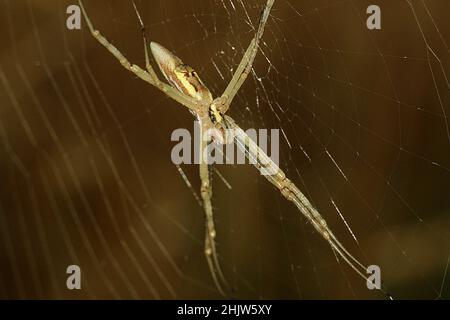 Big jawed /long tailed grass spider (Argiope protensa) Stock Photo