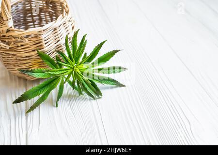 sprout of biological colnus plant used for CBD oil, THC tincture and CBD oil cosmetics collected in a wild meadow near the wicker basket. Stock Photo
