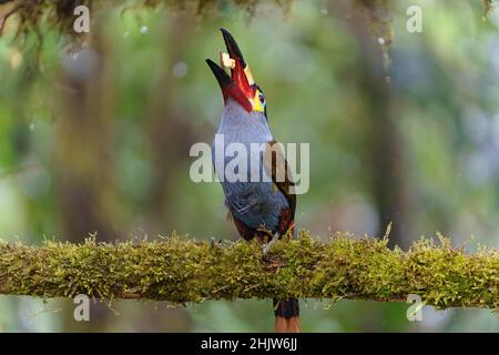 plate-billed mountain toucan eating bird Stock Photo