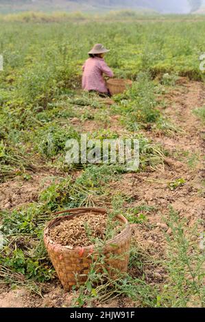 Woman with basket harvesting peanuts in a peanut field, Mandalay, Myanmar Burma Stock Photo