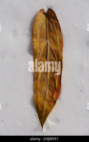 A cripsy and yellowing leaf of Anthurium Warocqueanum on top of the white snow Stock Photo
