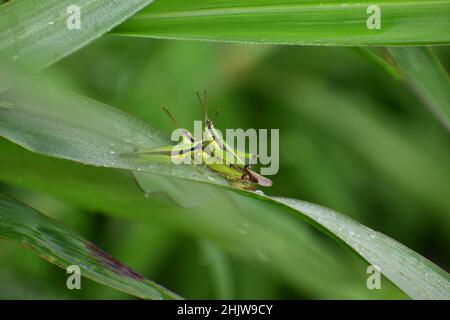 Rice grasshopper Instars gathered on green grass in the morning. Stock Photo