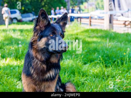 German shepherd black and brown.  The German shepherd is on the green grass. Stock Photo