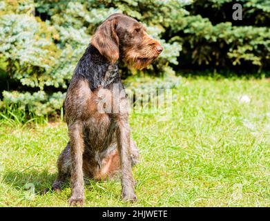 German Wirehaired Pointer looks to the left.  The Drahthaar seats on the green grass. Stock Photo