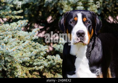 Greater Swiss Mountain Dog portrait. The Greater Swiss Mountain Dog is in the in the city park. Stock Photo