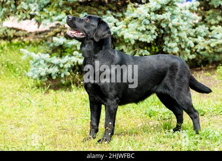 Labrador black waits. Labrador Retriever is on the green grass. Stock Photo