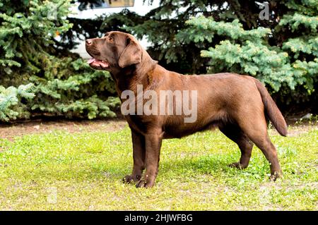 Labrador Chocolate looks. Labrador Retriever is on the green grass. Stock Photo