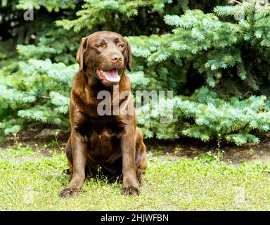 Labrador Chocolate seats. Labrador Retriever is on the green grass. Stock Photo