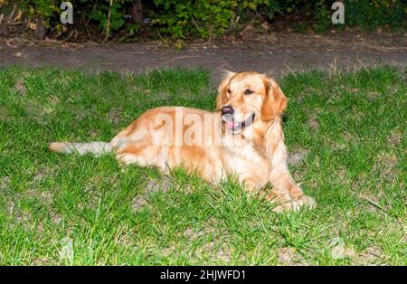 Golden Retriever looks. The Golden Retriever lies on the grass. Stock Photo