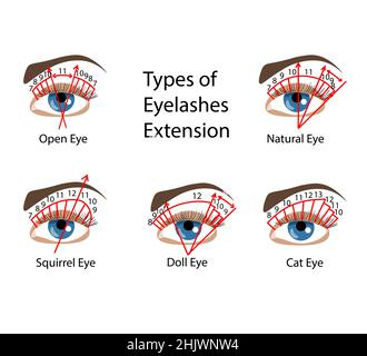 Eyelash Extension types and forms. Infographic vector illustration ...