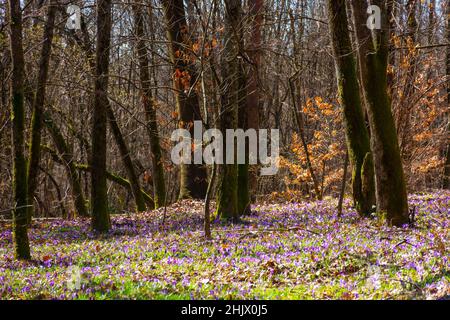 blooming crocus flowers in springtime. leafless trees in the forest. beautiful nature scenery Stock Photo