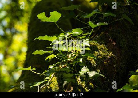 Close-up of backlit ivy on a moss-covered tree branch, Peneda-Gerês National Park, Braga district, Portugal Stock Photo