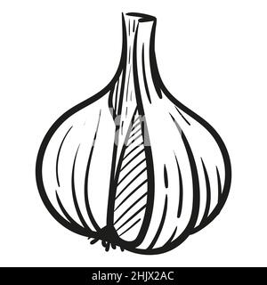 Garlic - vector illustration in sketch style. Head of garlic, cloves, cloves, bunch, cut garlic. Linear black and white drawing. Ingredients for cooking, vegetables. Stock Vector