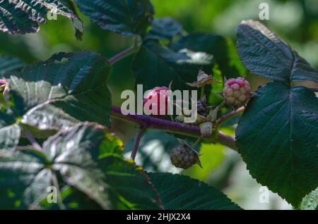 Raspberries on branches. Red raspberries ripening on the farmer's bed. Growing berries. Selective focus. Stock Photo