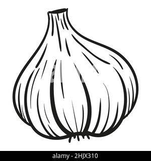 Garlic - vector illustration in sketch style. Head of garlic, cloves, cloves, bunch, cut garlic. Linear black and white drawing. Ingredients for cooking, vegetables. Stock Vector