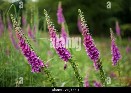 Close up of the beautiful but toxic blossoms of foxglove (Digitalis purpurea) plants, blooming purple and pink Stock Photo