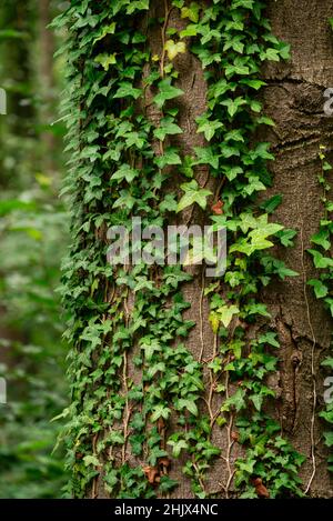 Close up of green ivy tendrils growing up a mighty beech tree trunk Stock Photo