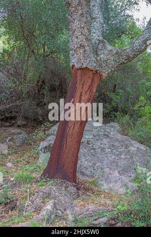 Cork oak stripped from its bark at the Hozgarganta river bank west of Jimena de la Frontera Stock Photo