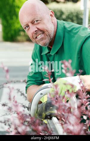 mature man pruning and cutting hedges with chainsaw Stock Photo