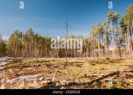 Deforestation Area. Pine Forest Landscape In Sunny Spring Day. Green Forest Deforestation Area Landscape.Deforestation Area. Pine Forest Landscape In Stock Photo
