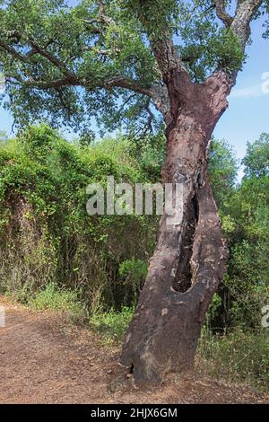 Cork oak with stripped trunk. The bark will be used as cork Stock Photo