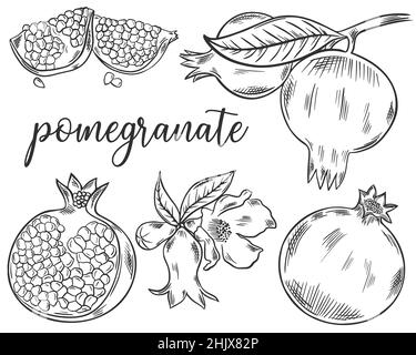 Set of sketch pomegranate fruits Stock Vector