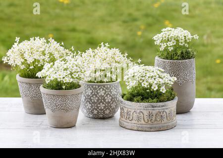 Saxifraga arendsii (Schneeteppich) flowers on green background, copy space Stock Photo
