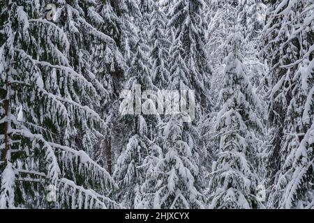 Snow-covered coniferous trees in winter forest on cold frosty day Stock Photo