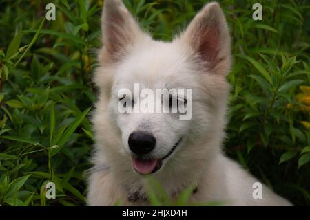 Close up portrait of a pet white dog resting amongst green grass and plants in the garden. Stock Photo