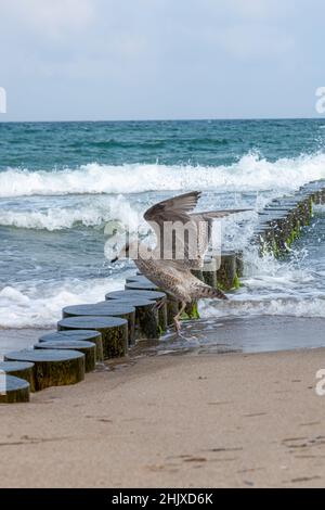 Brown Herring Gull stands screaming on a wooden pole on the sandy beach of the Baltic Sea Stock Photo