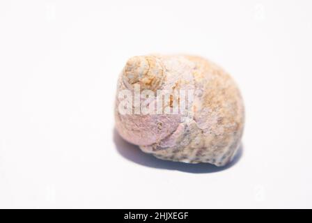 Side of a small round snail shell on white background Stock Photo