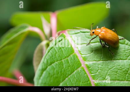 Close-up macro little orange beetle bug on green leaves Stock Photo