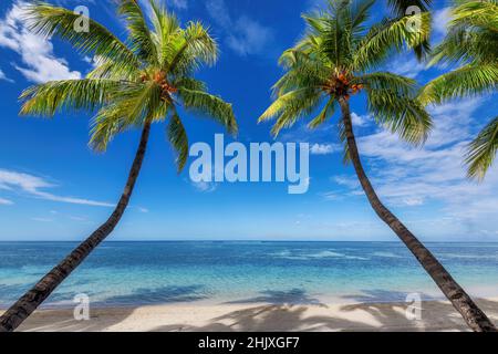 Coco palms on tropical beach with white sand and blue ocean Stock Photo