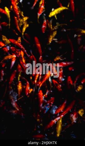 Blurred vertical image of beautiful Koi or Fancy Carp Fish swimming in the water of a garden pond, top view or flat lay design, black water with the v Stock Photo